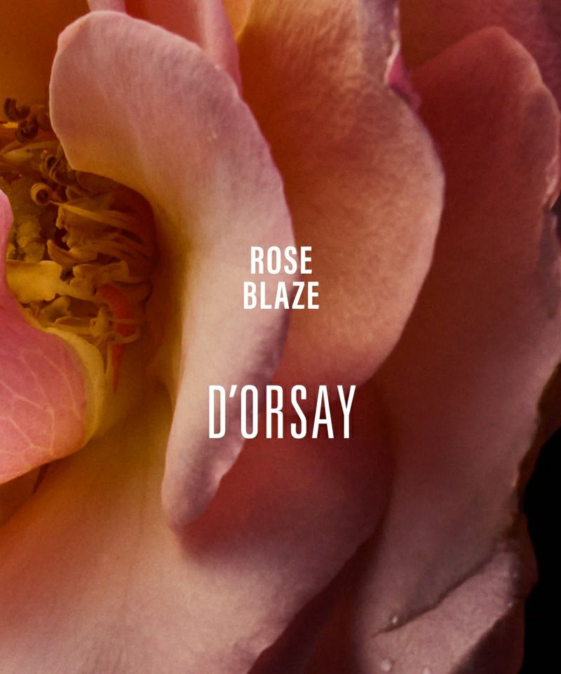 ドルセー　ROSE BLAZE エクストレクト・ド・パルファム 50ml Rose Blaze - Extrait de Parfum | D'Orsay Parfums | AEDES.COM